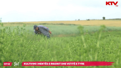 Doktori i bimëve barishtore mbjell rigon dhe mentë