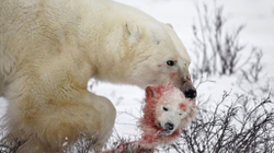 Ngrohja globale ngjall kanibalizmin mes arinjve polarë