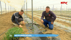 Rritja e bimëve në sera
