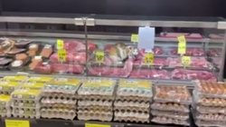 Macja sorollatet tek frizat e mishit në një market në Prishtinë