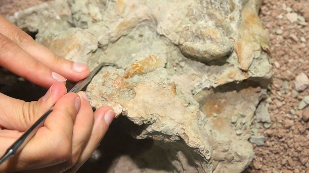Në Madagaskar zbulohet fosil i gjitarit nga periudha e dinozaurëve
