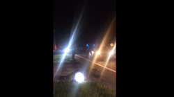 Krokodili tmerron policët në mes të qytetit në Florida