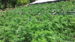 Operacion antidrogë në Shqipëri, 30 të shoqëruar në Tiranë, Kukës e Shkodër