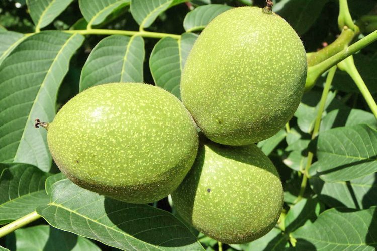 Kura me 40 arra të gjelbra të pabëra për tiroidet, gjakun dhe energjinë