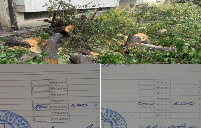Inspeksioni dënon më 700 euro dëmtuesit e dy pemëve në lagjen “Dardania” në kryeqytet