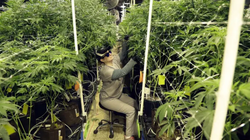 New Jersey dhe Arizona votojnë për legalizimin e marijuanës