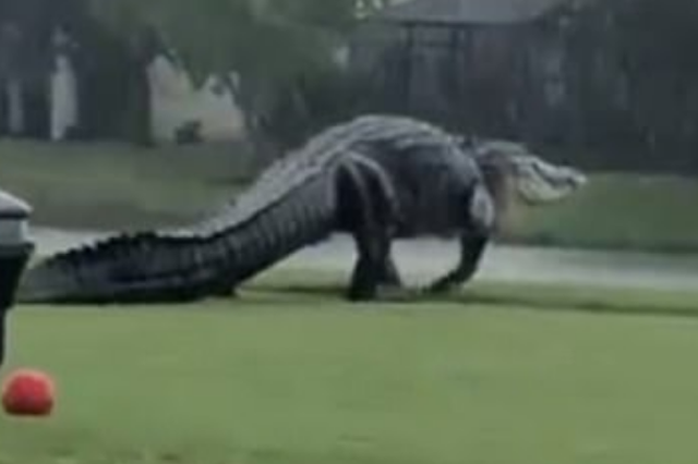 Aligatori gjigant shfaqet papritur në një fushë golfi, në Florida
