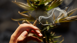 Maqedonia Veriore drejt legalizimit të marihuanës
