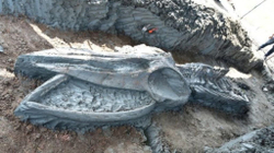 Në Tajlandë zbulohet skeleti i një balene të vjetër mes 3.000 e 5.000 vjetësh