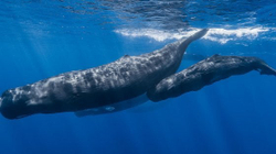 Thirrja e 350 shkencëtarëve: “Le t’i shpëtojmë balenat nga zhdukja”