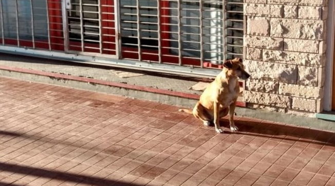 Qeni e pret para punës pronaren që kishte vdekur prej një muaji