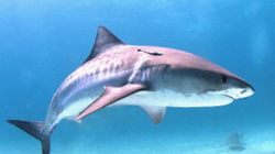 Shtatë vdekje nga sulmet e peshkaqenëve këtë vit në Australi