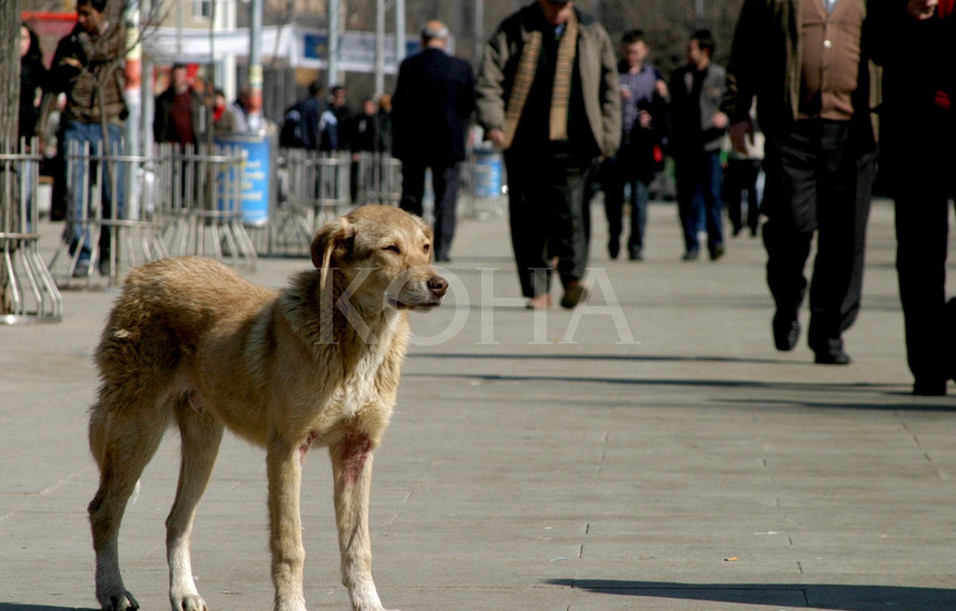 Foto: Driton Paçarada / KOHA