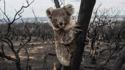 Koalat po zhduken për shkak të stresit