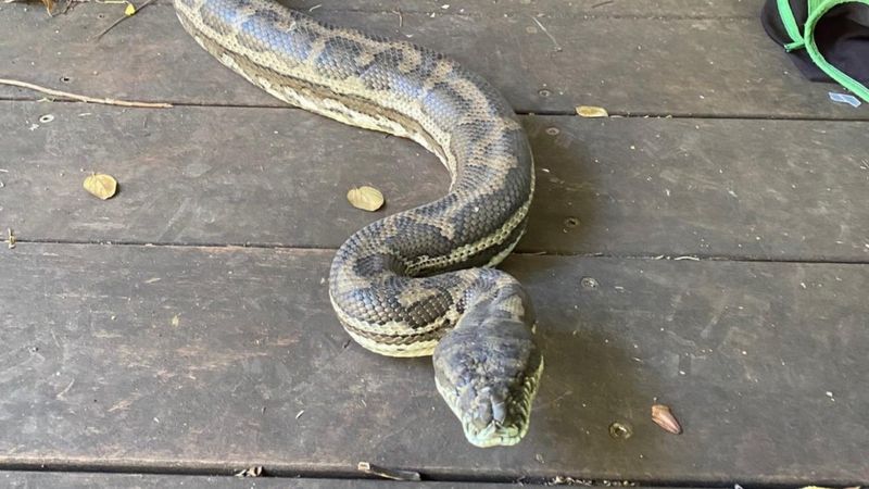 Një burrë në Australi gjen në shtëpi dy gjarpinj me “madhësi të jashtëzakonshme”