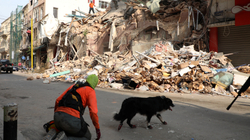 Shenja jete nën rrënojat në Bejrut një muaj pas shpërthimit
