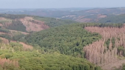 Gjermania mbjell drurë të Mesdheut për gjallërimin e pyjeve