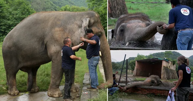“Elefanti më i vetmuar në botë” lirohet nga kopshti zoologjik pas 30 vjetësh