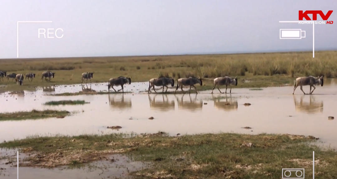Safari, atraksioni magjik i Afrikës