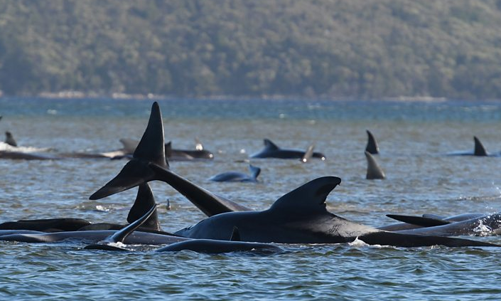 90 balena australiane ngordhin pasi ngecën në Tasmani