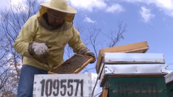 200 kg mjaltë nga 30 kosheret e çiftit bletar nga Lipjani