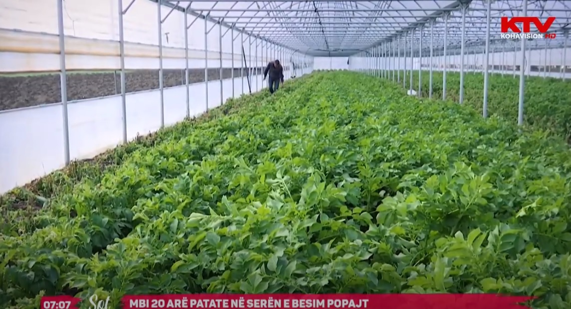 Mbi 20 arë patate në serën e Besim Popajt 