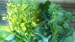 Përfitimet shëndetësore nga lulet e brokolit