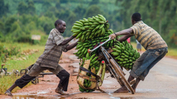 Uganda nis prodhimin e tepihëve dhe shtesave të flokëve nga mbetjet e bananeve