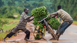 Uganda nis prodhimin e tepihëve dhe shtesave të flokëve nga mbetjet e bananeve