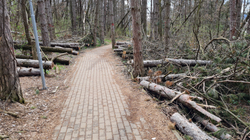 Vizitorët kërkojnë nga Komuna e Podujevës pastrimin e parkut nga drunjtë e rrëzuar