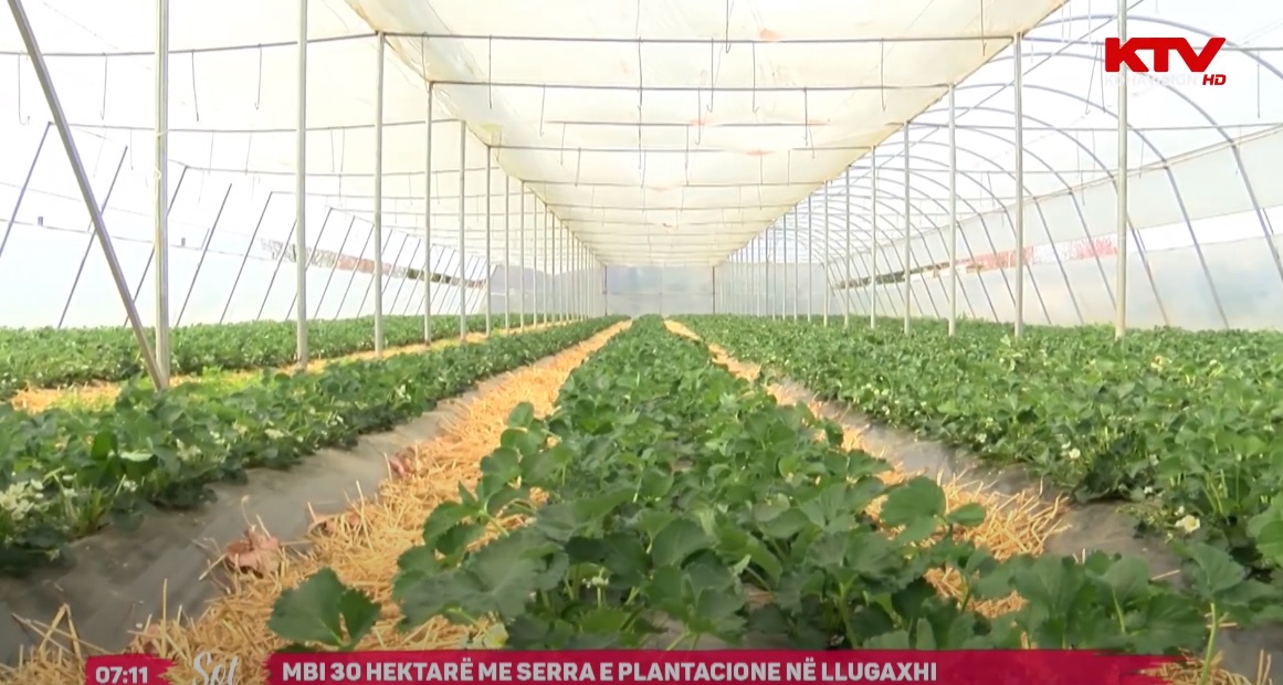 Mbi 30 hektarë me serra e plantacione në Llugaxhi 