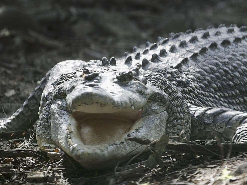 Dy ushtarë sulmohen nga krokodili në Australi, njëri në gjendje të rëndë