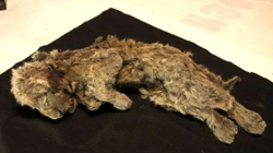 Këlyshi i luanit që u gjet në shpellë në Siberi, ka ngordhur para 28.000 vjetësh dhe ishte femër