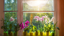 Si t’i zgjedhni lulet dhe bimët për çdo ambient të shtëpisë 