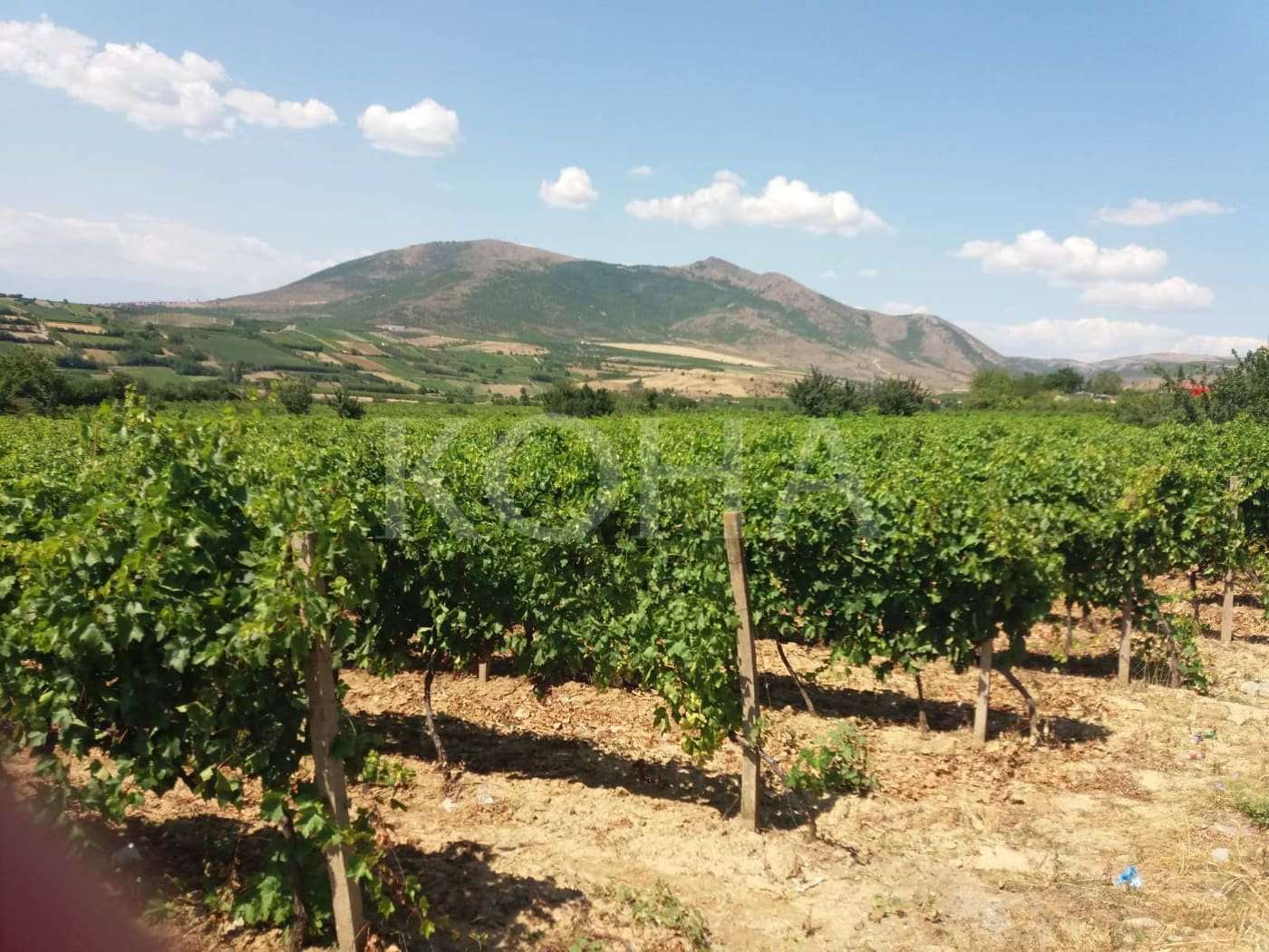 Çmimi i rrushit preokupimi kryesor aktual i vreshtarëve të Rahovecit
