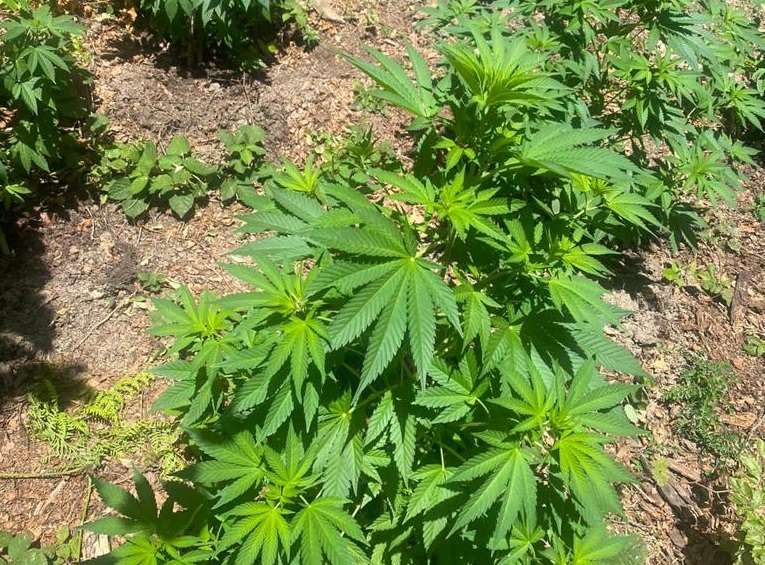 Zbulohen dhe më pas digjen dy plantacione me kanabis në zonën e Kosharës
