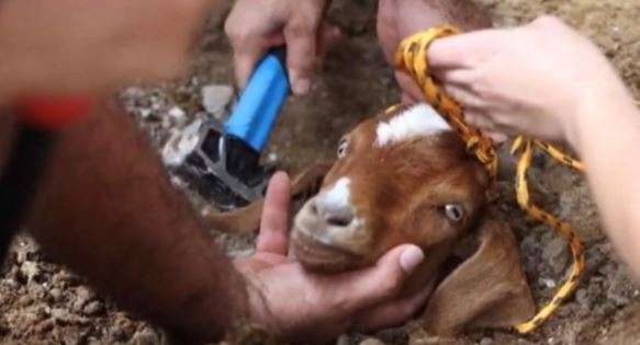 Shpëtohet një kec që kishte ngecur në një tub ujitjeje 250 metra nën tokë