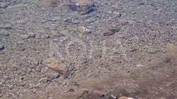 Ngordhje masive e peshqve në Lumëbardhin e Pejës nga ndotja e ujit
