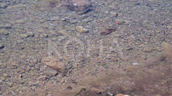 Ngordhje masive e peshqve në Lumëbardhin e Pejës nga ndotja e ujit