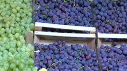 Rrushi, fruta vjeshtore e preferuar e kosovarëve