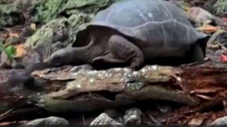 Kapet në kamerë breshka gjigante që ha një zog