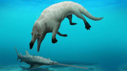 Zbulohen në Egjipt lloje të reja të balenës katërkëmbëshe