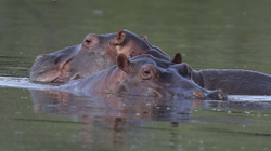 Dy hipopotamë infektohen me koronavirus