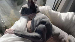 Macja bëhet virale për shkak të muskujve tepër të mëdhenj