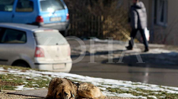 U kafshua nga qentë endacakë, Komuna e Pejës obligohet t’ia kompensojë dëmin mbi 3 mijë euro