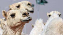 Mbi 40 deve përjashtohen nga konkursi i bukurisë për shkak të botoksit në Arabinë Saudite
