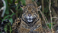 Digat hidroelektrike kërcënojnë tigrat dhe jaguarët