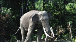 Tre vjet burgim për tregtarët që vranë një elefant