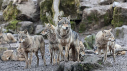 Tufa e ujqve iku nga kopshti zoologjik, autoritetet detyruan mbylljen
