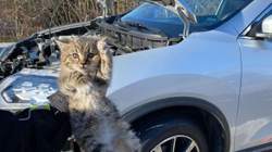 Një mace u bllokua në motorin e veturës, zjarrfikësit i dalin në ndihmë